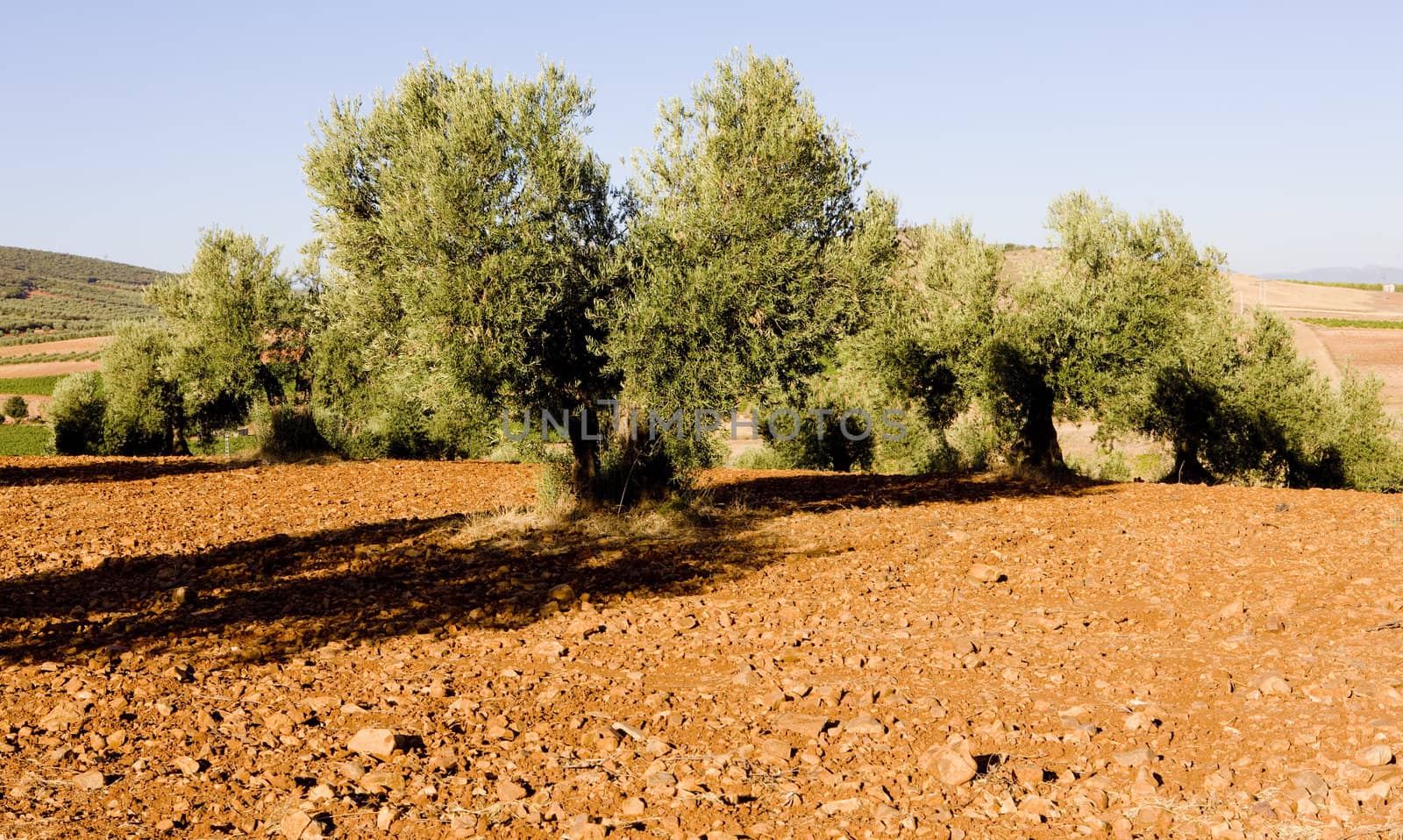 olive trees, Castile-La Mancha, Spain