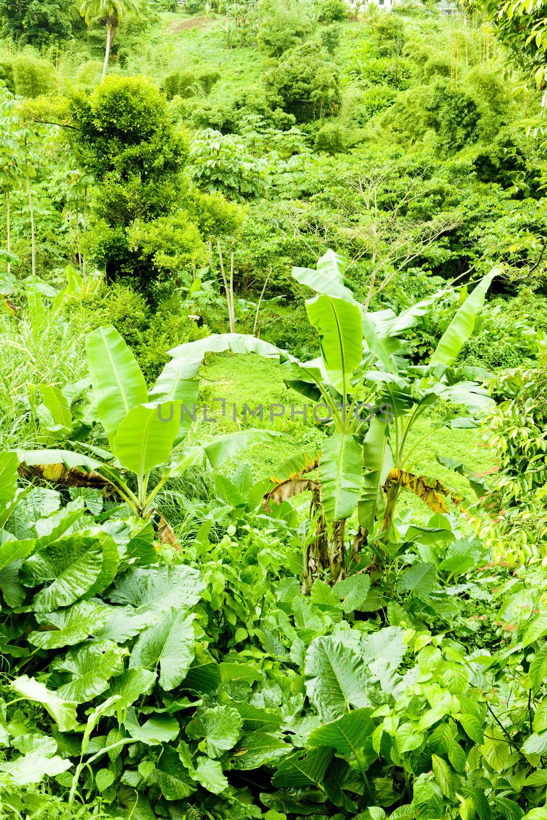 inland of Grenada, Caribbean