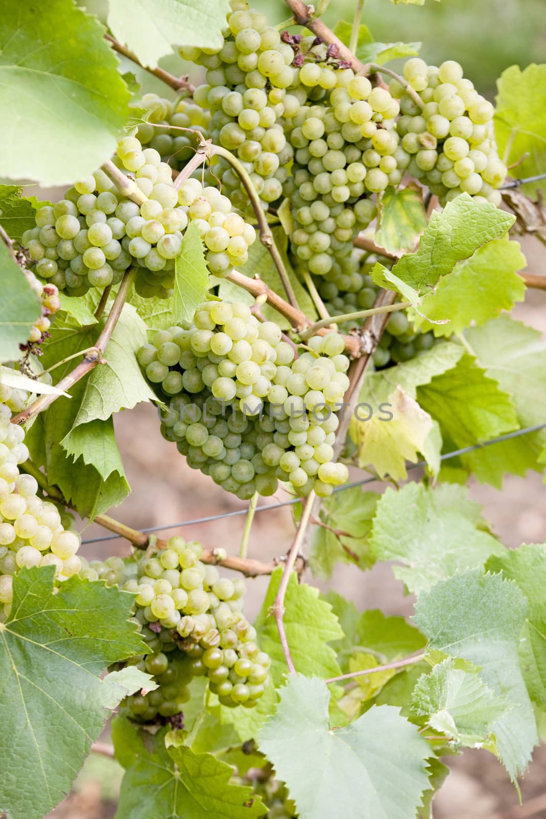 grapevines in vineyard, Czech Republic