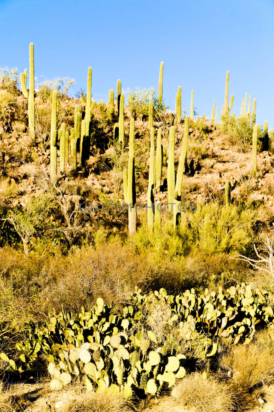 Saguaro National Park, Arizona, USA
