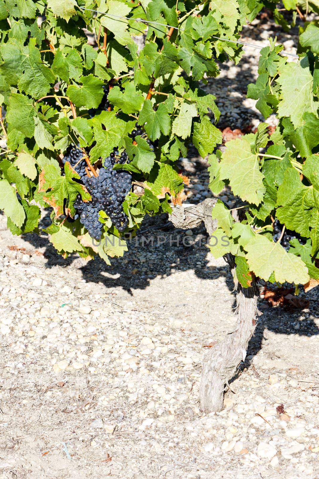 blue grape in Bordeaux Region, Chateau de la Tour, Aquitaine, Fr by phbcz