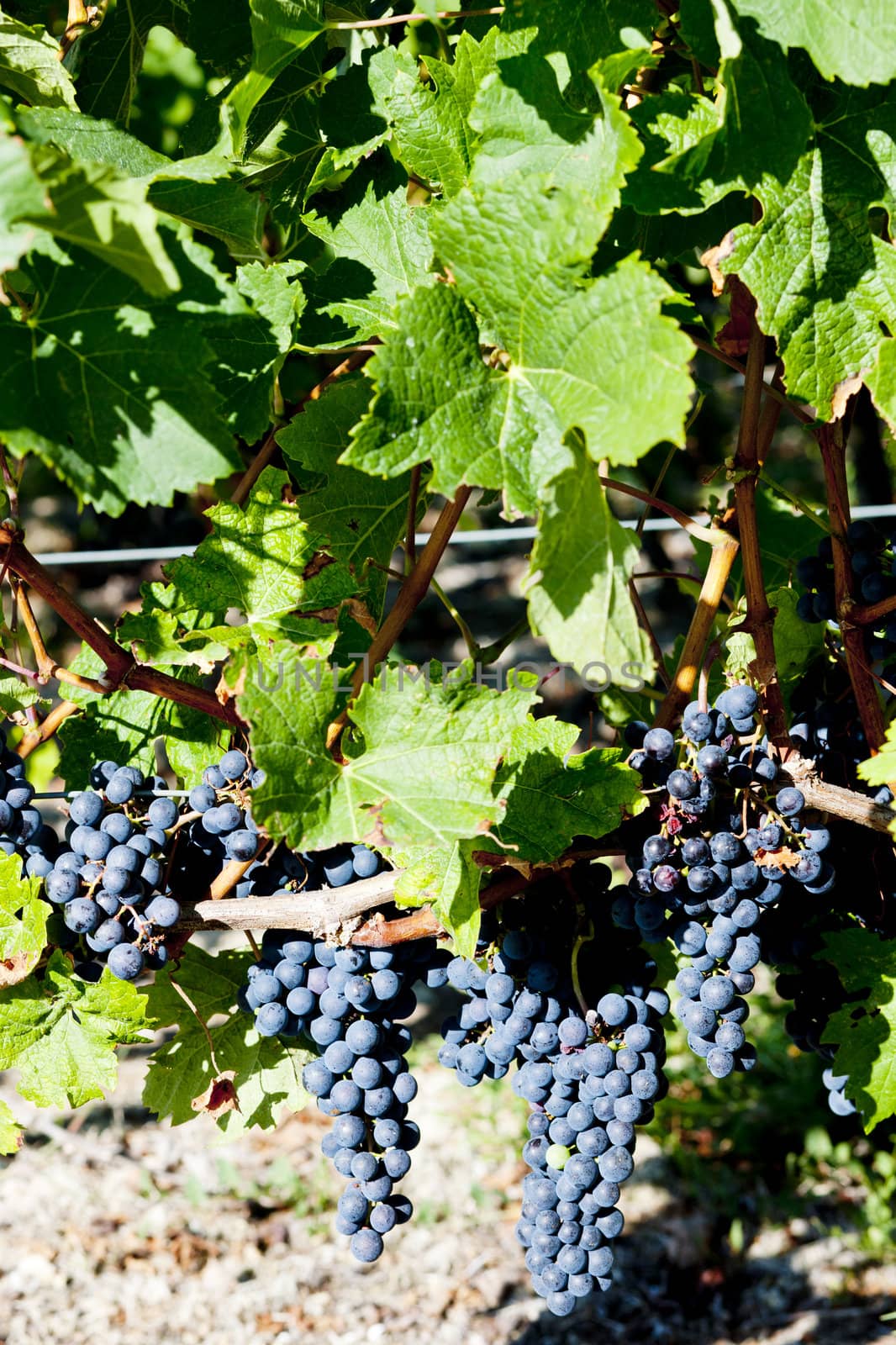 blue grape in Bordeaux Region, Aquitaine, France