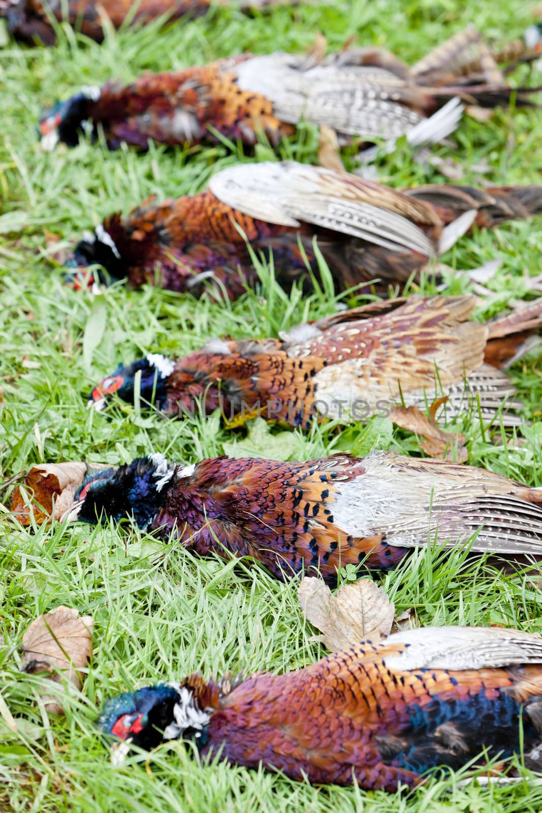 excludes of caught pheasants