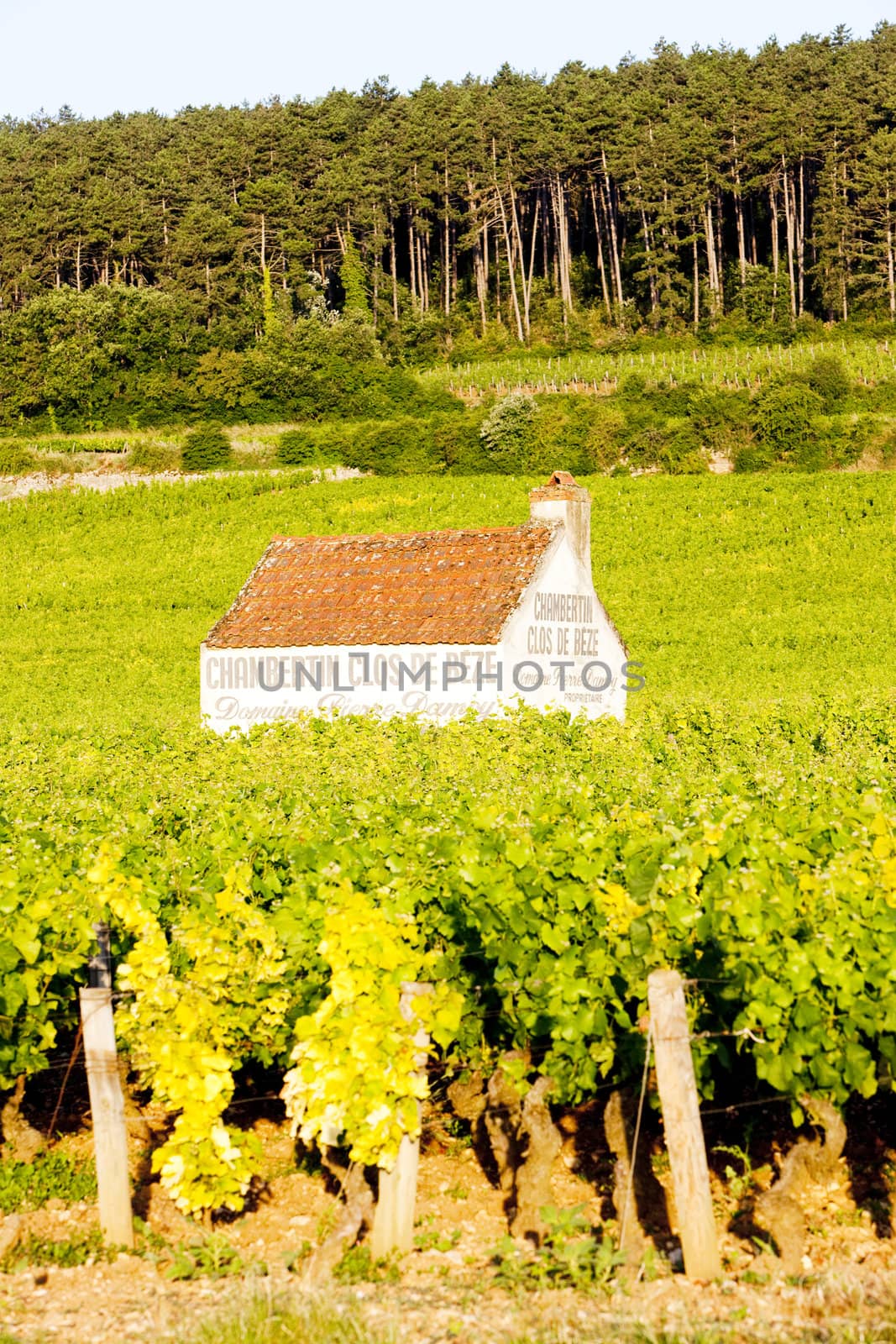 vineyards near Gevrey-Chambertin, Cote de Nuits, Burgundy, Franc by phbcz