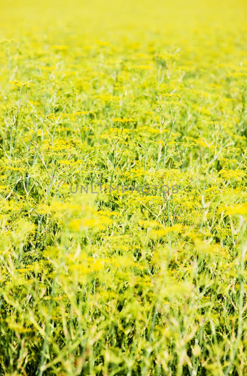 field, Plateau de Valensole, Provence, France