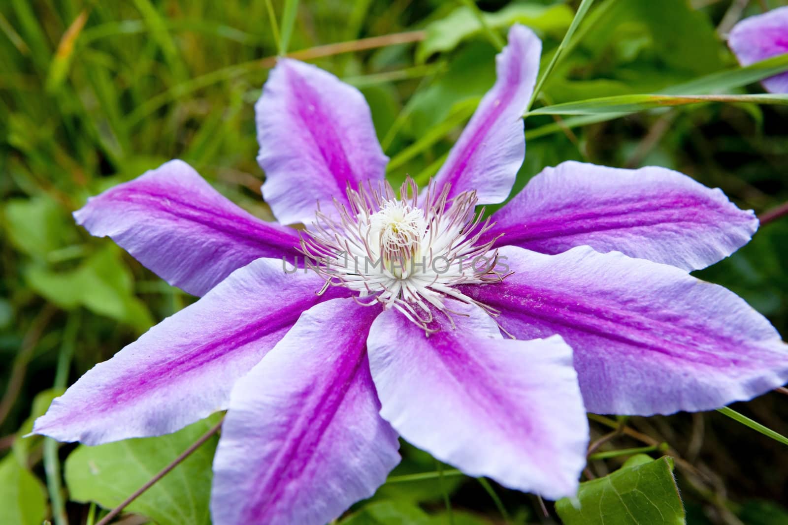 detail of flower