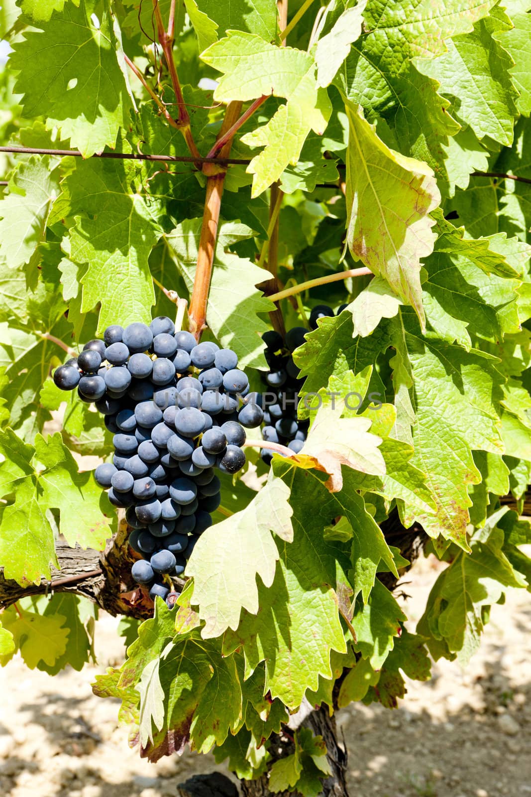 blue grape, La Rioja, Spain