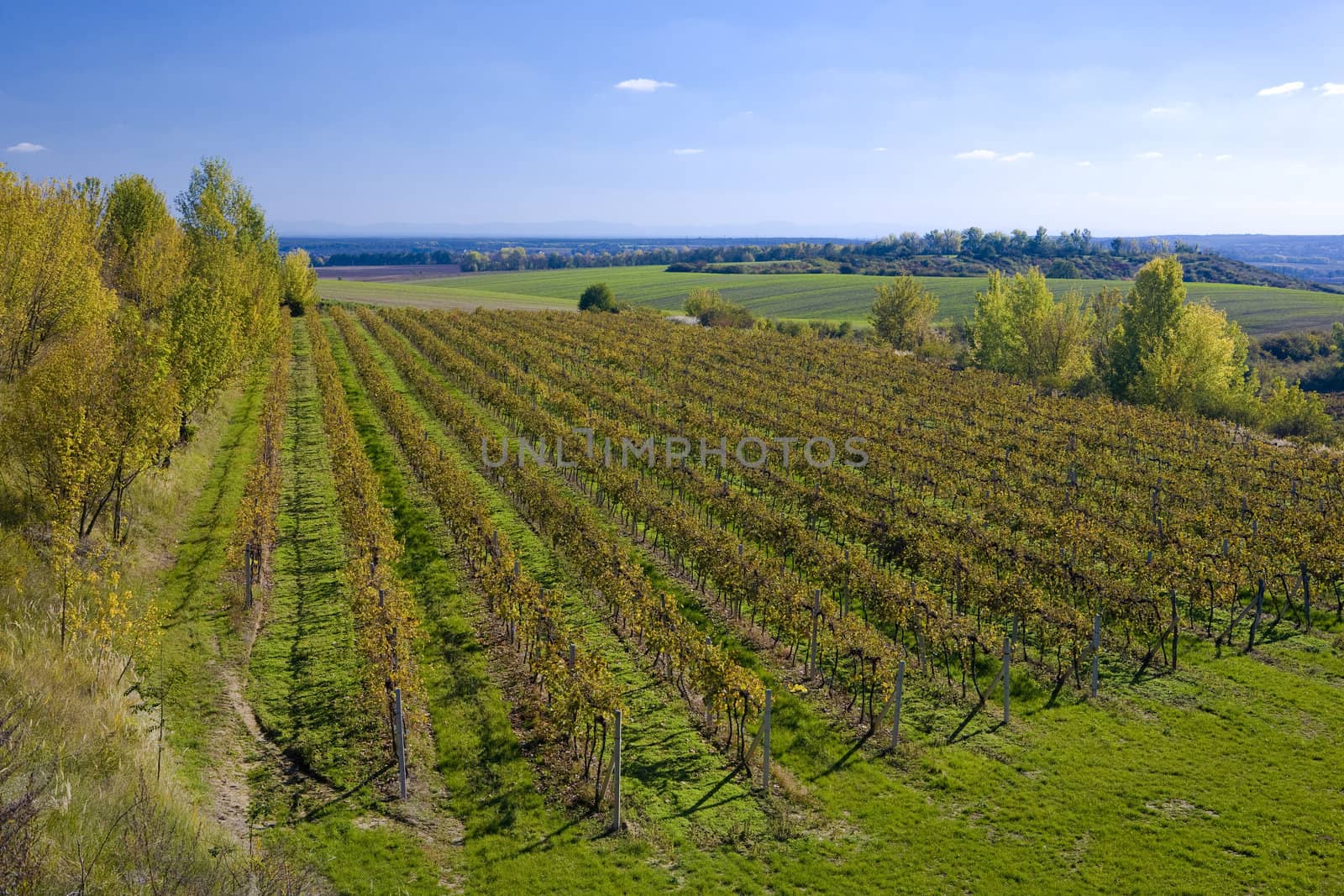 vineyards, ZD Sedlec, Czech Republic