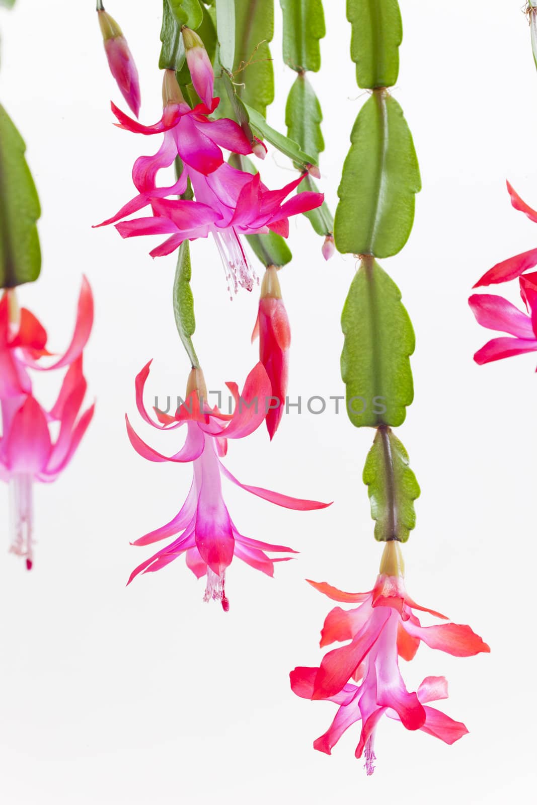 detail of Christmas cactus