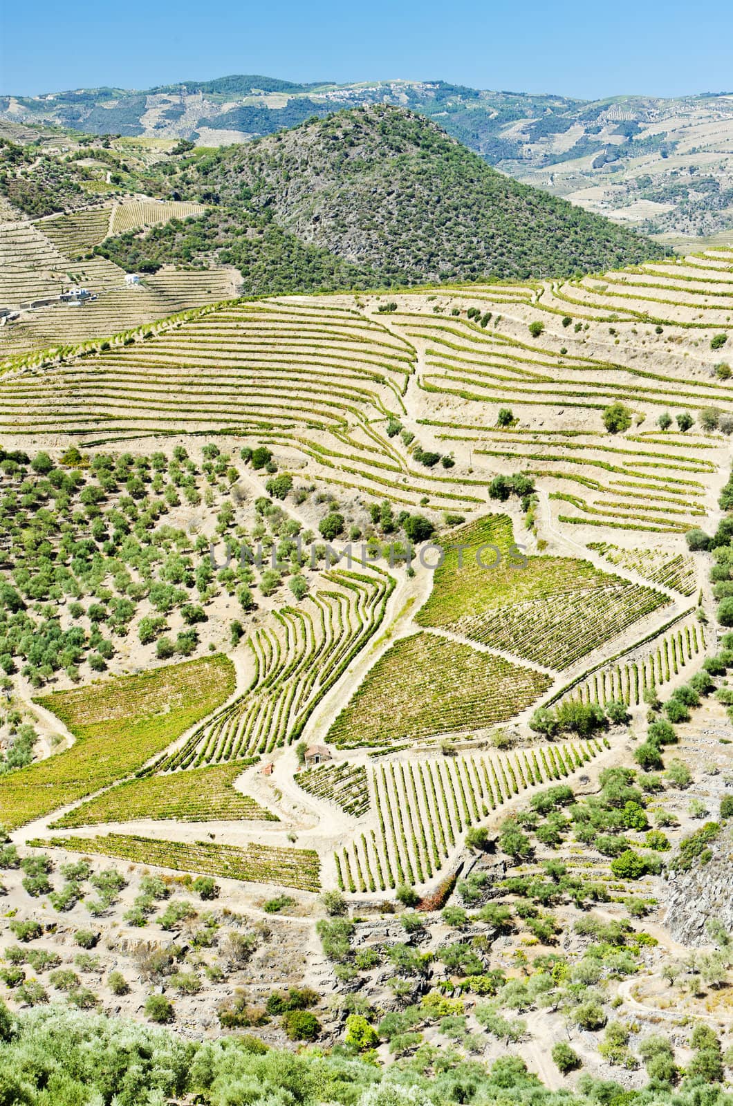 vineyars in Douro Valley, Portugal