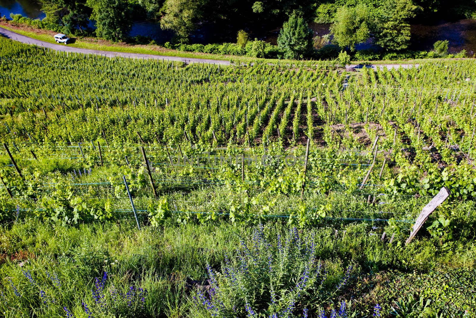 grand cru vineyard, Thann, Alsace, France