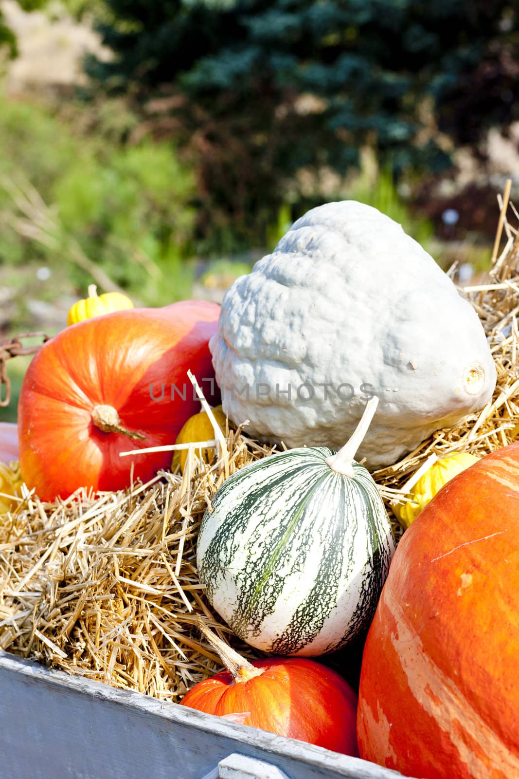 still life of pumpkins