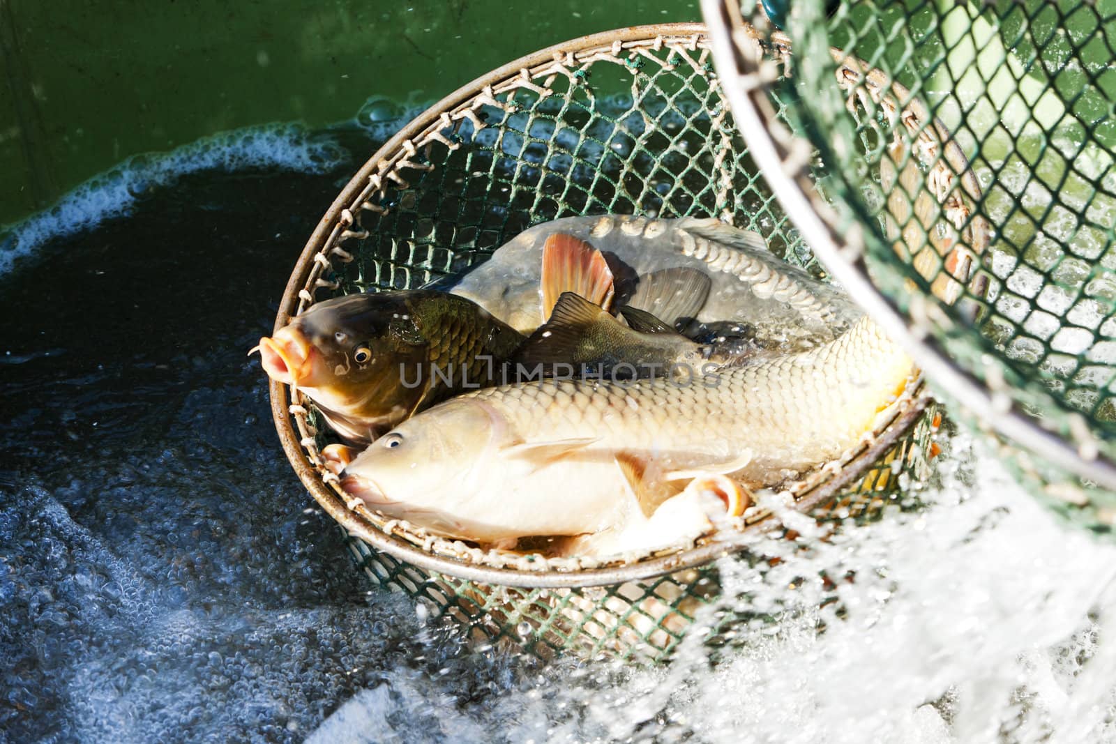 harvesting pond