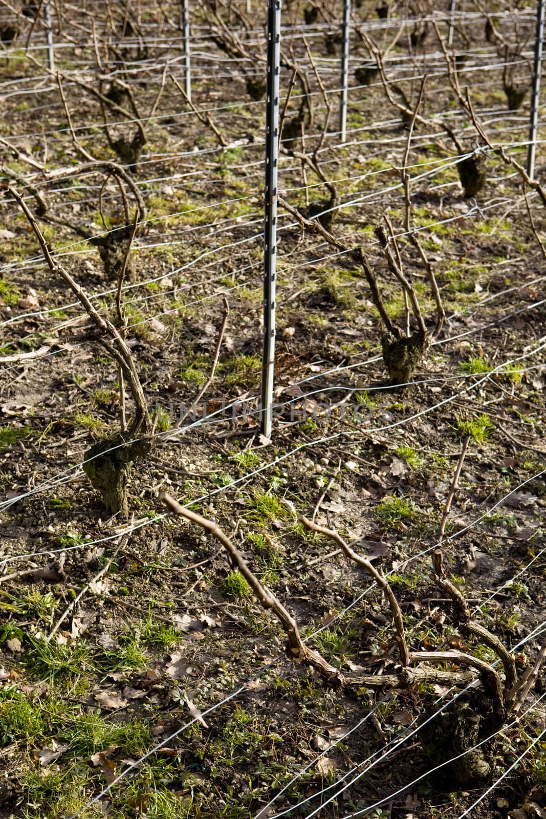 vineyards of Champagne Region, Burgundy, France