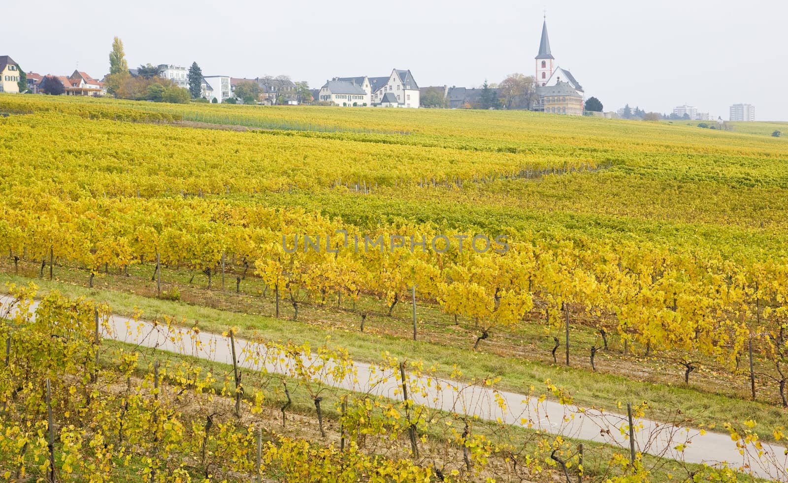 Hochheim, Rheingau, Germany