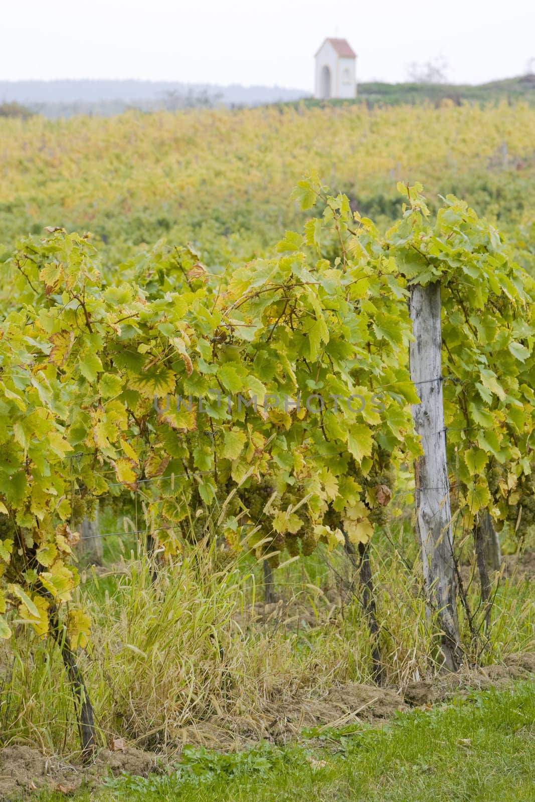 vineyard near Hnanice, Znojmo Region, Czech Republic by phbcz