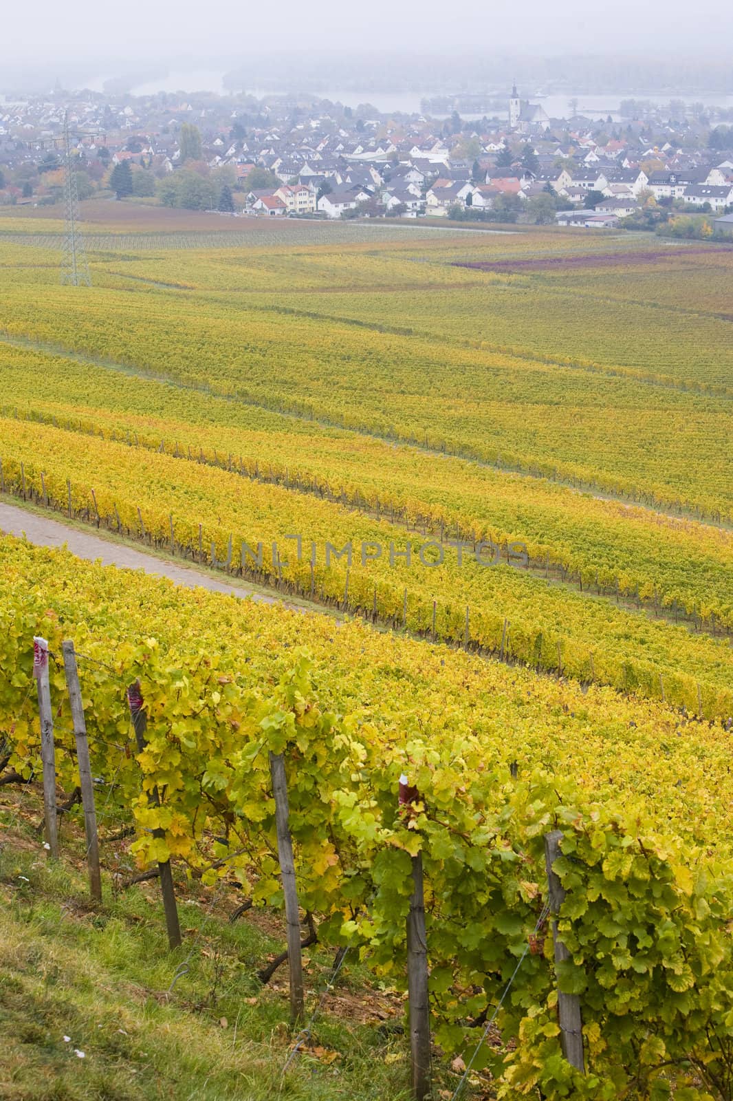 vineyards near Johannisberg Palace, Hessen, Germany