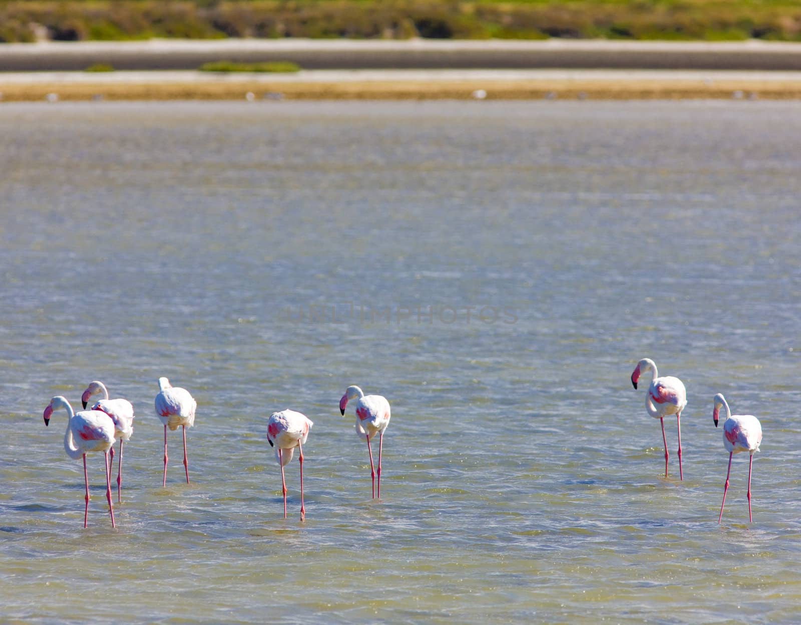 flamingos, Parc Regional de Camargue, Provence, France
