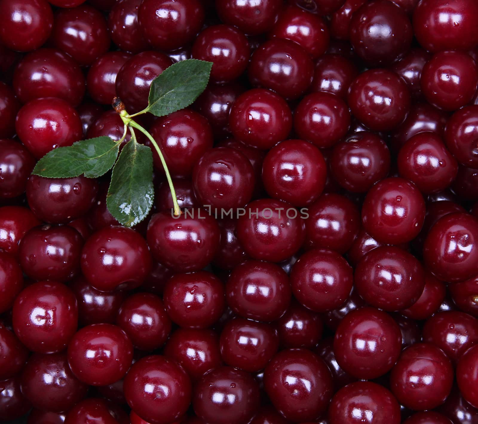 Wet ripe red cherries can use as background 