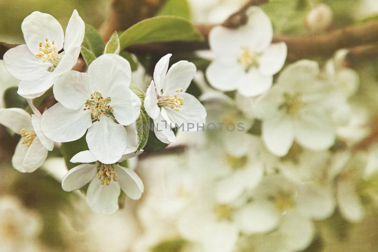 Flowers of the apple blossoms in Spring  