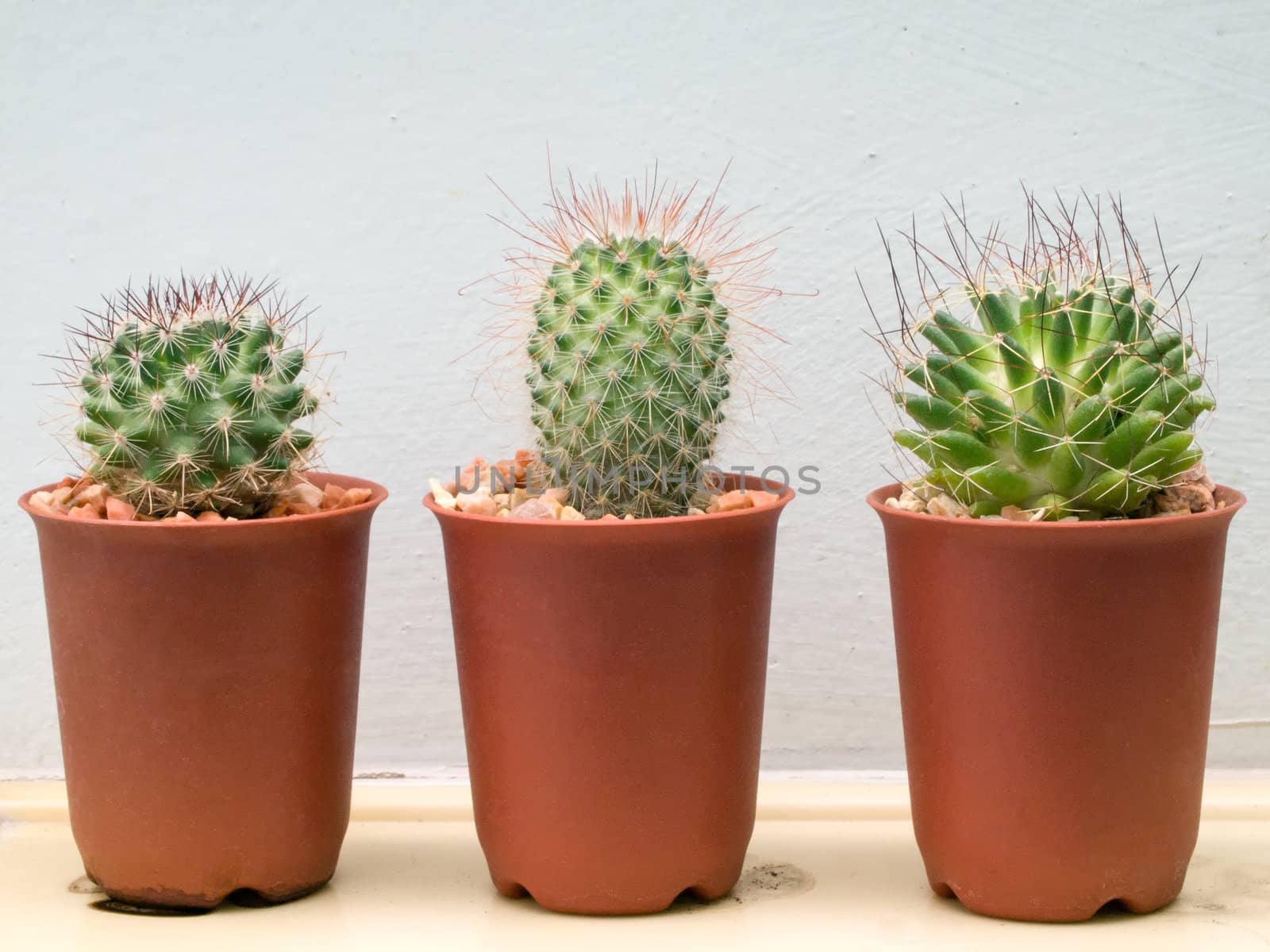 Three small cactus plant in Brown plastic pots on shelf