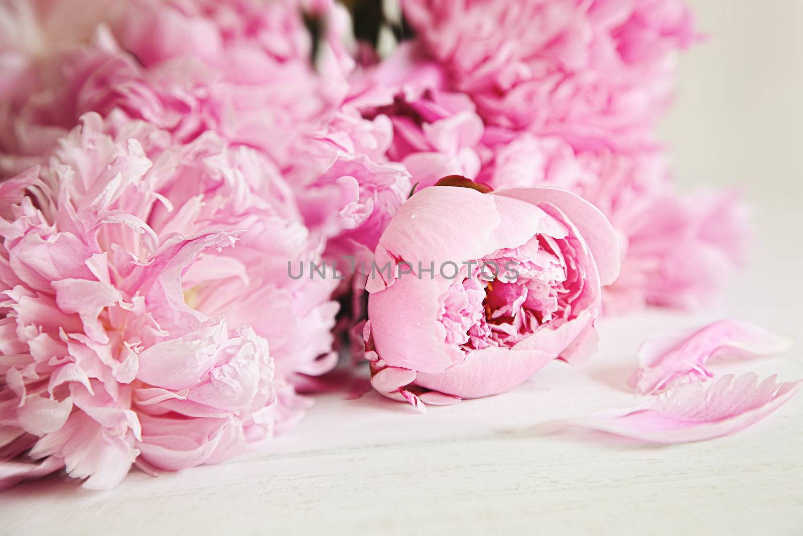 Pink peony flowers on wood surface by Sandralise