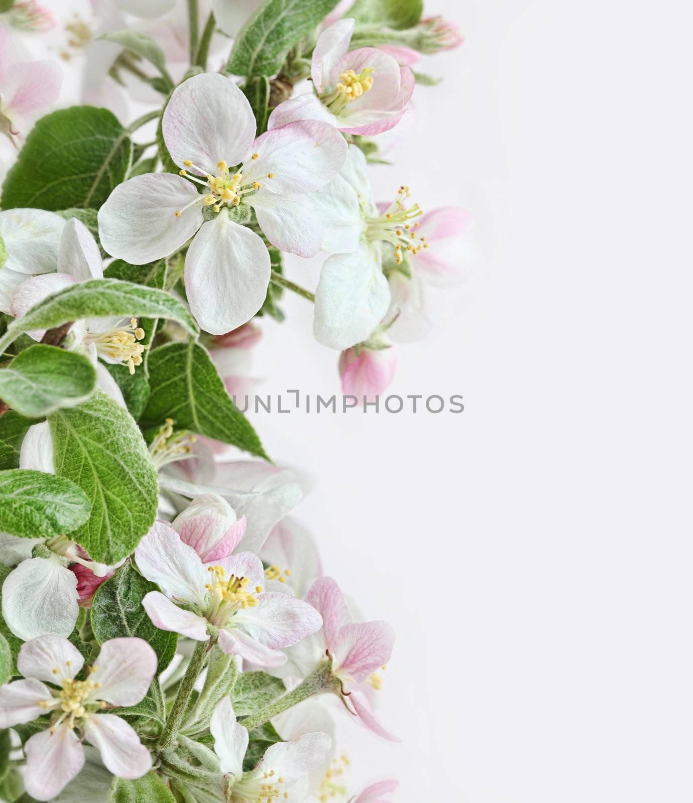 Spring apple blossoms on pink white background by Sandralise