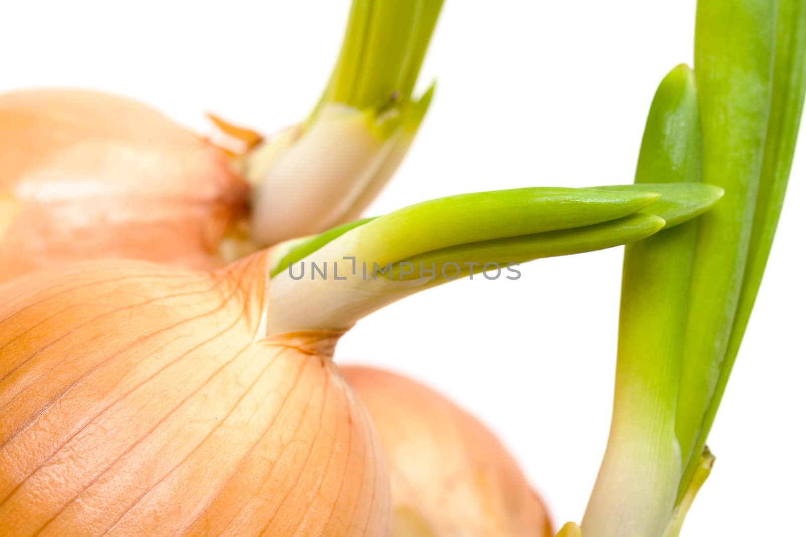 Sprouting Bulb Onions closeup on white background