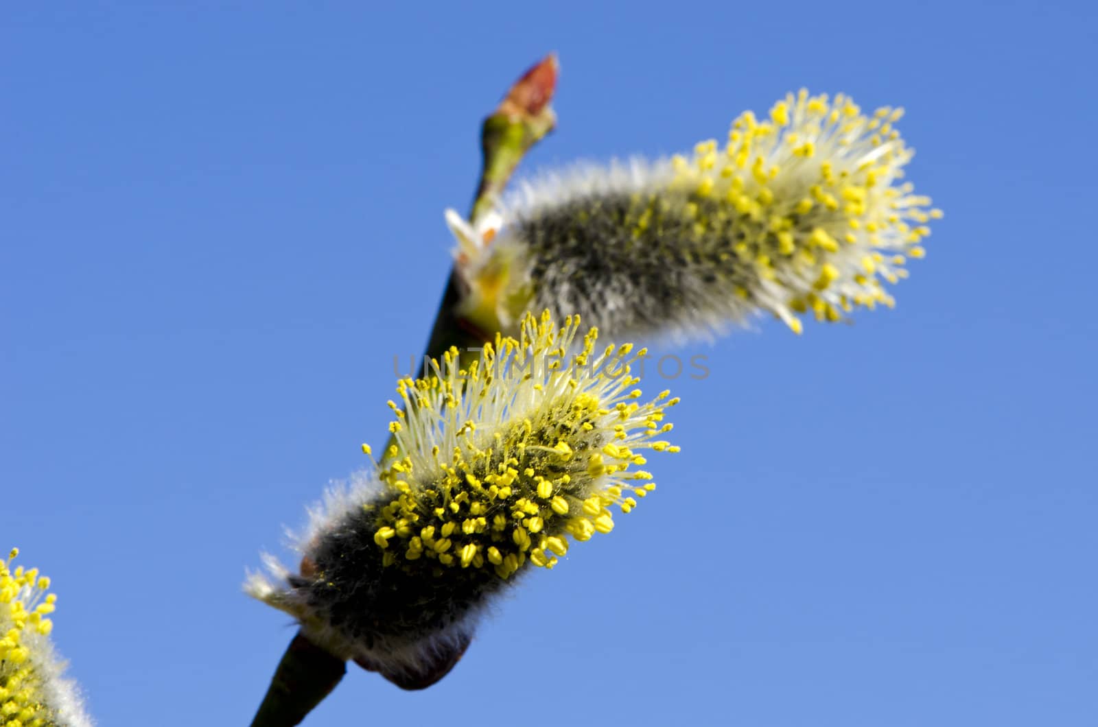 spring sallow blossoms and sky by alis_photo