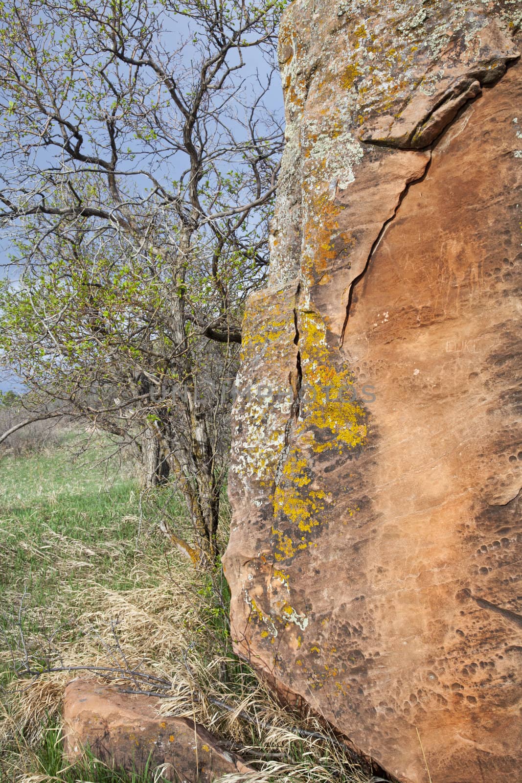 red sandstone boulder with lichen and tree in spring time, Colorado foothills near Fort Collins
