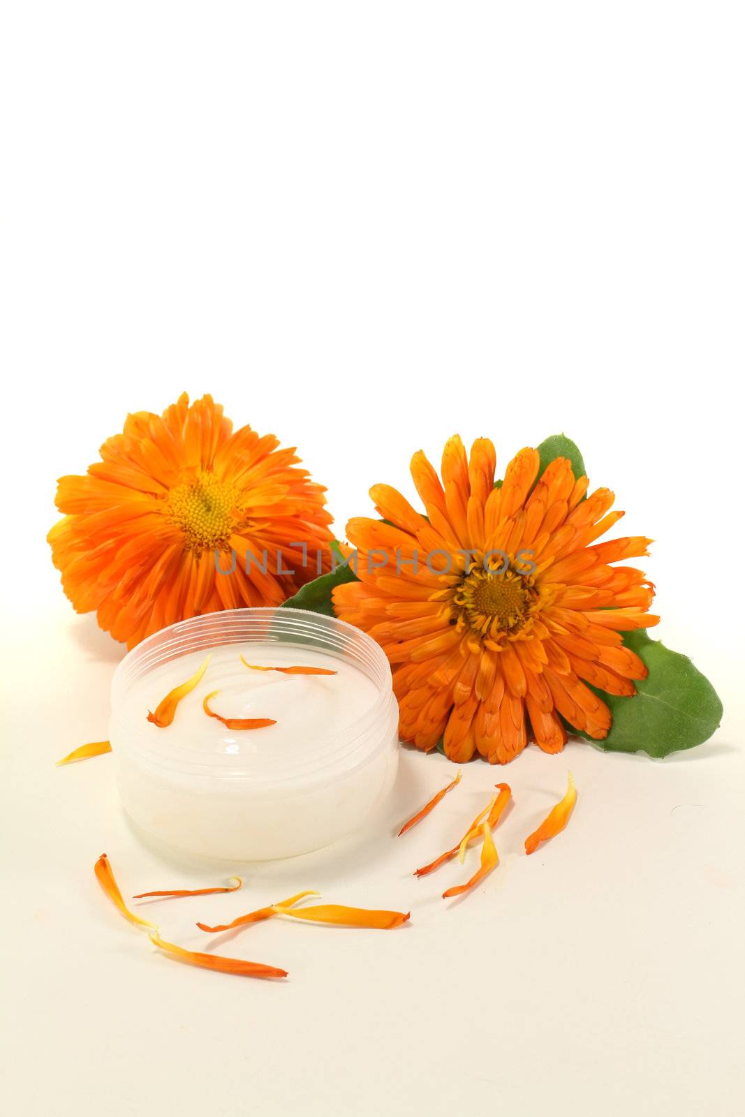 Calendula ointment with petals by discovery
