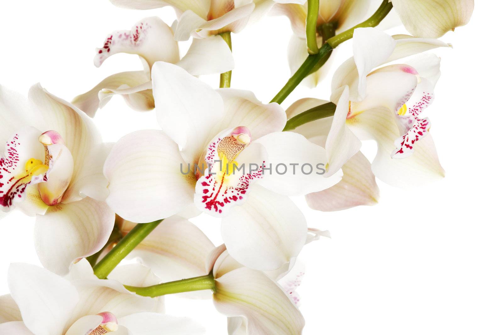 White orchid by BDS