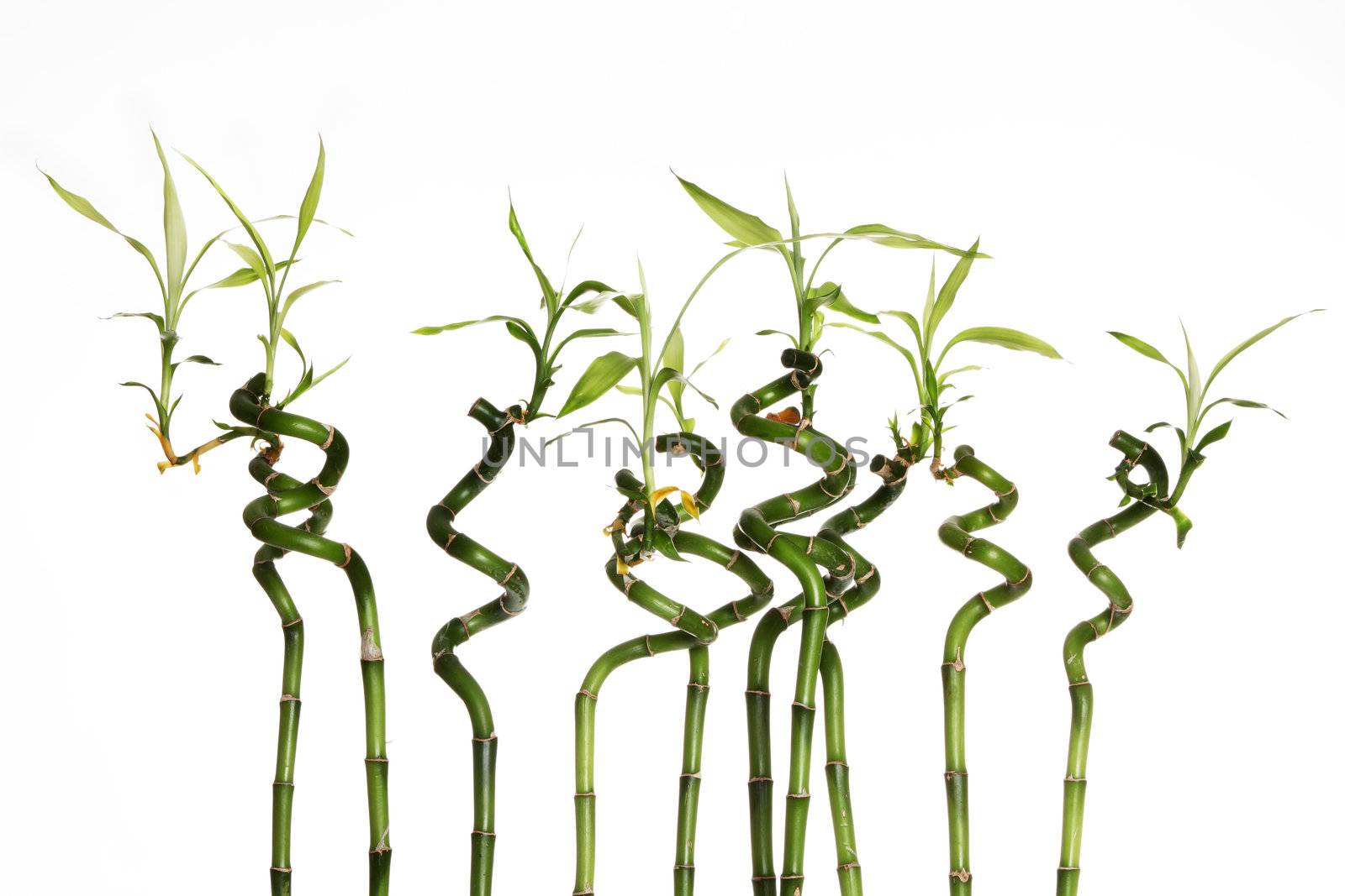 Lucky bamboo by BDS