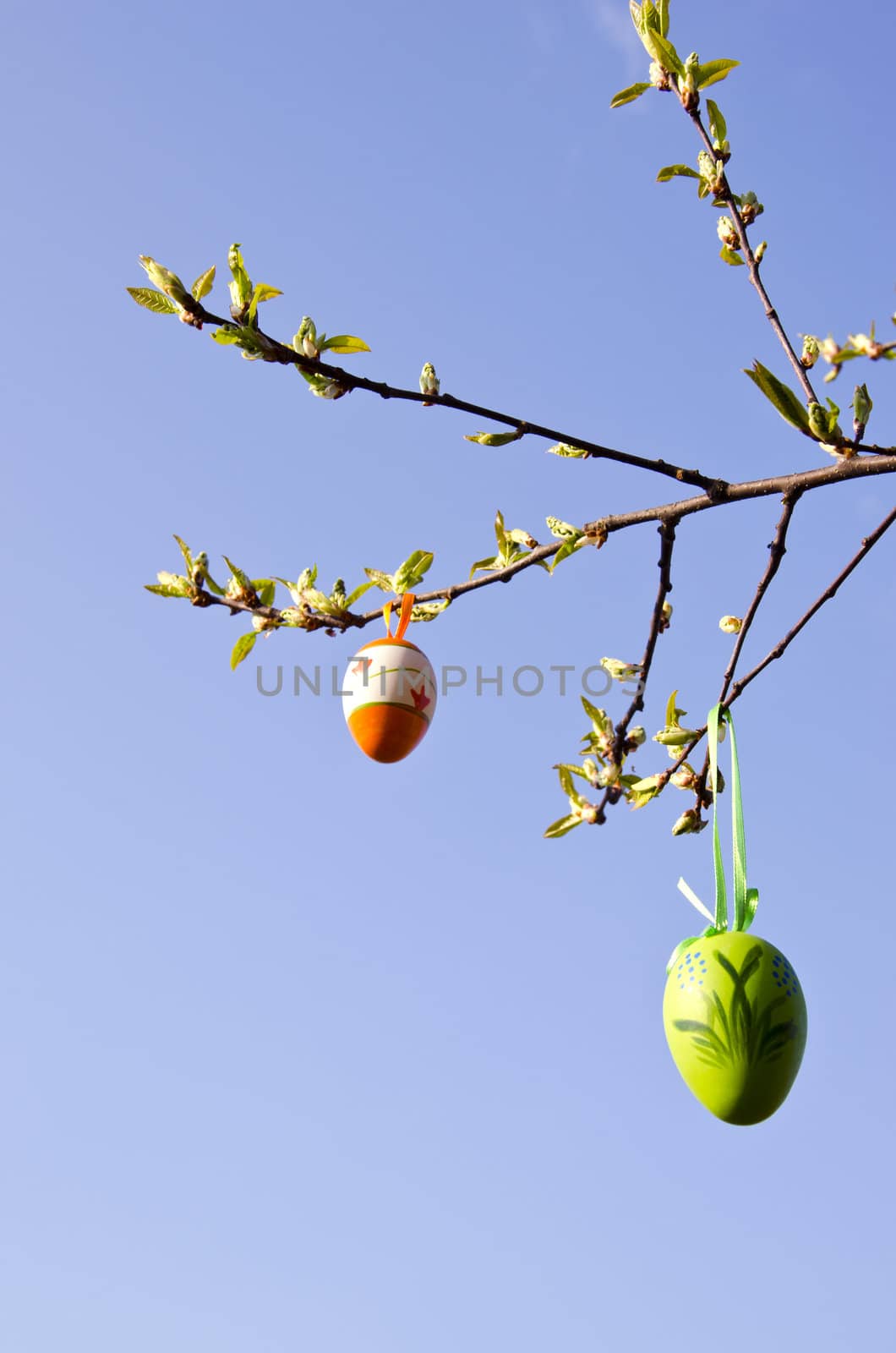apple tree branches grow in spring and easter eggs hanging on background of blue sky.