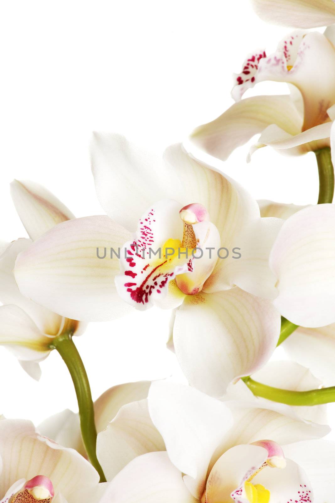 White orchid on white.