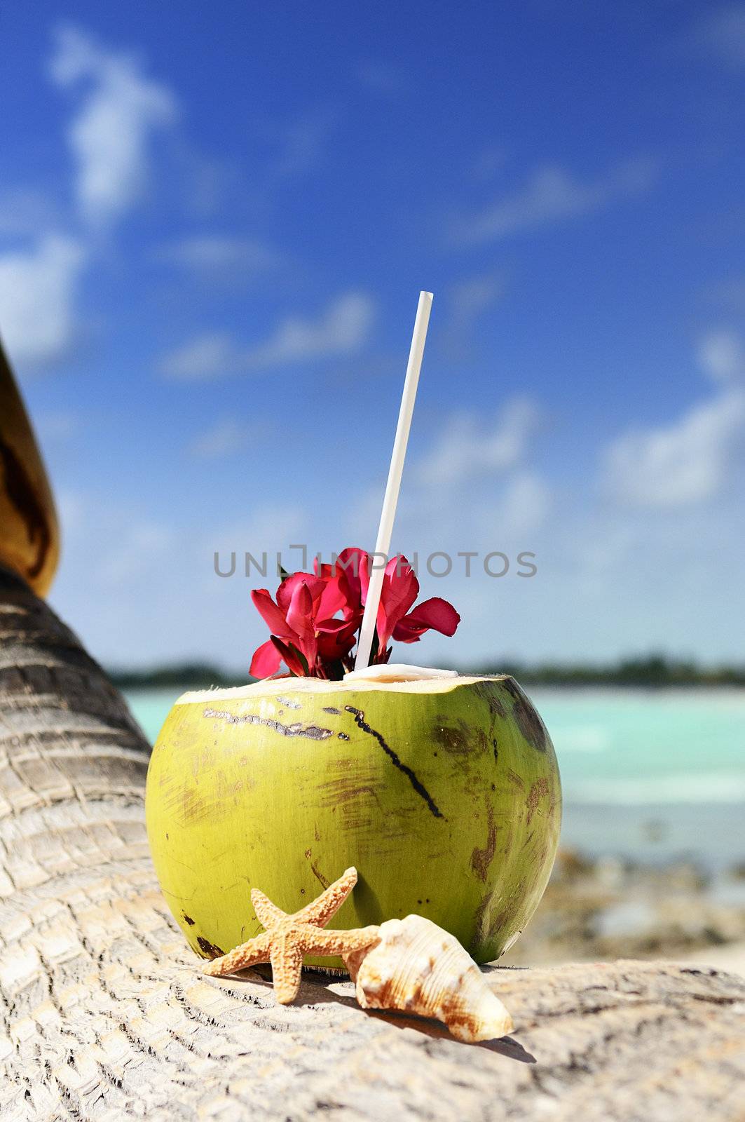 Coconut with drinking straw on a palm tree at the sea