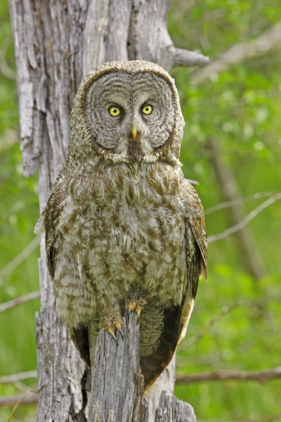 Great Gray Owl (Strix nebulosa)