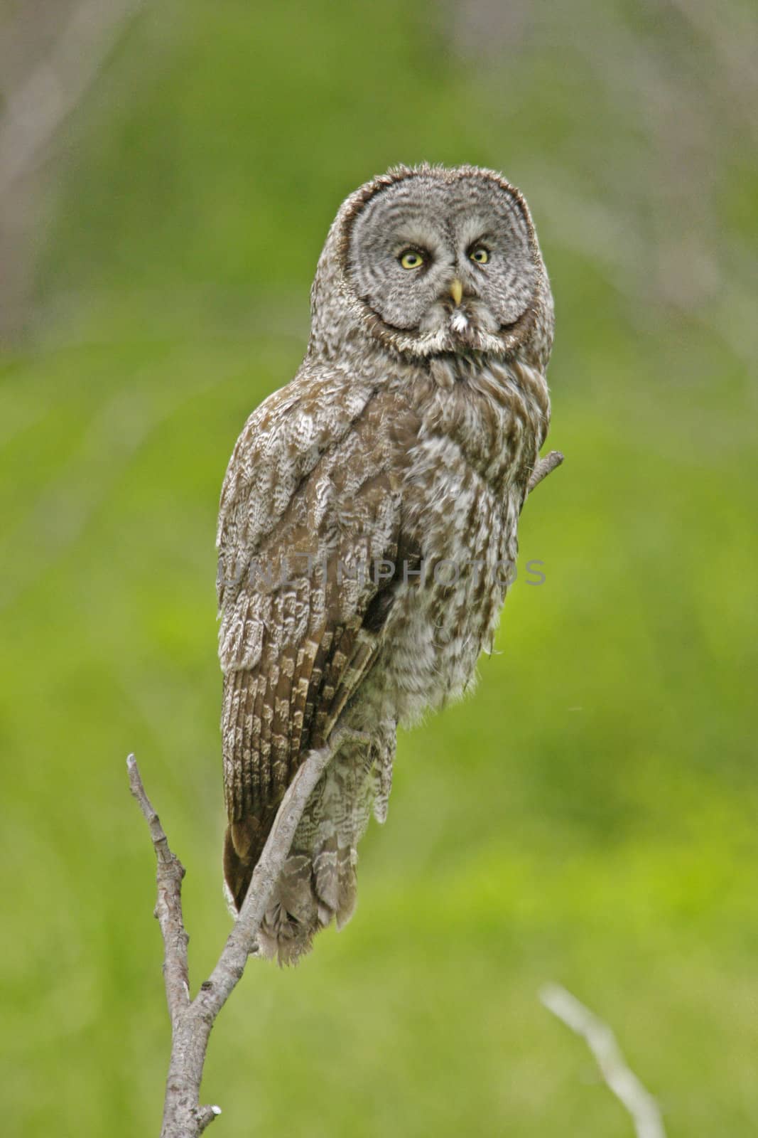 Great Gray Owl (Strix nebulosa) by donya_nedomam