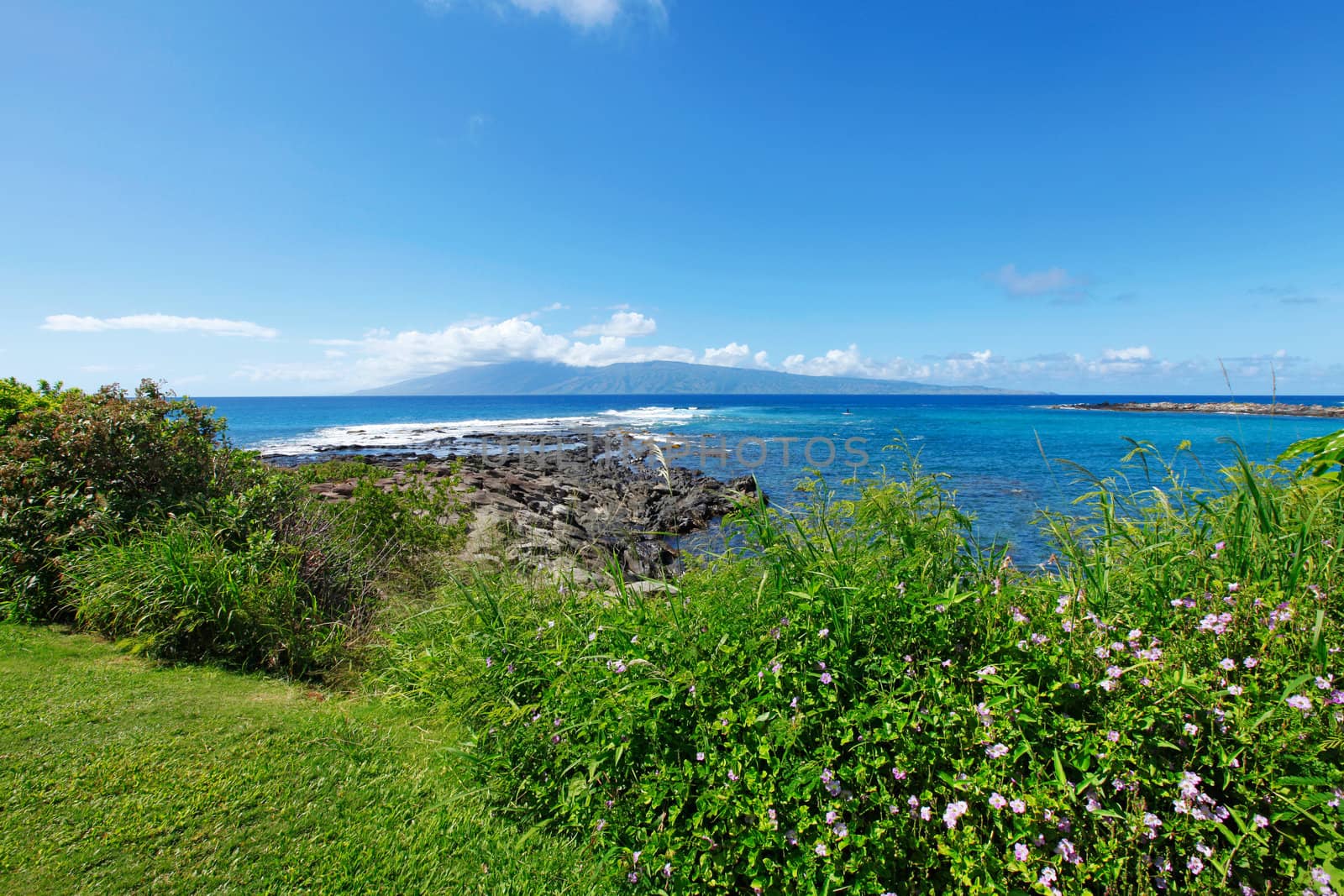 Tropical ocean with flowers and green fresh grass.