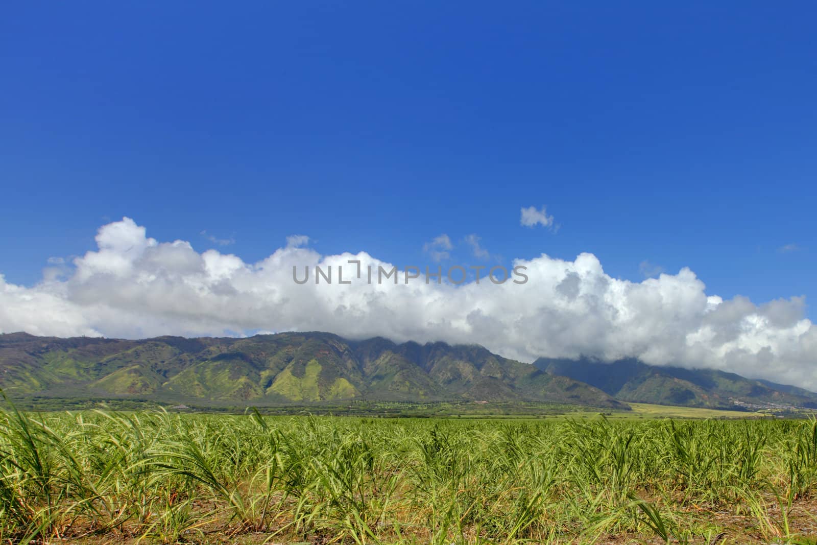 West Maui Mountain and sugar fields crops