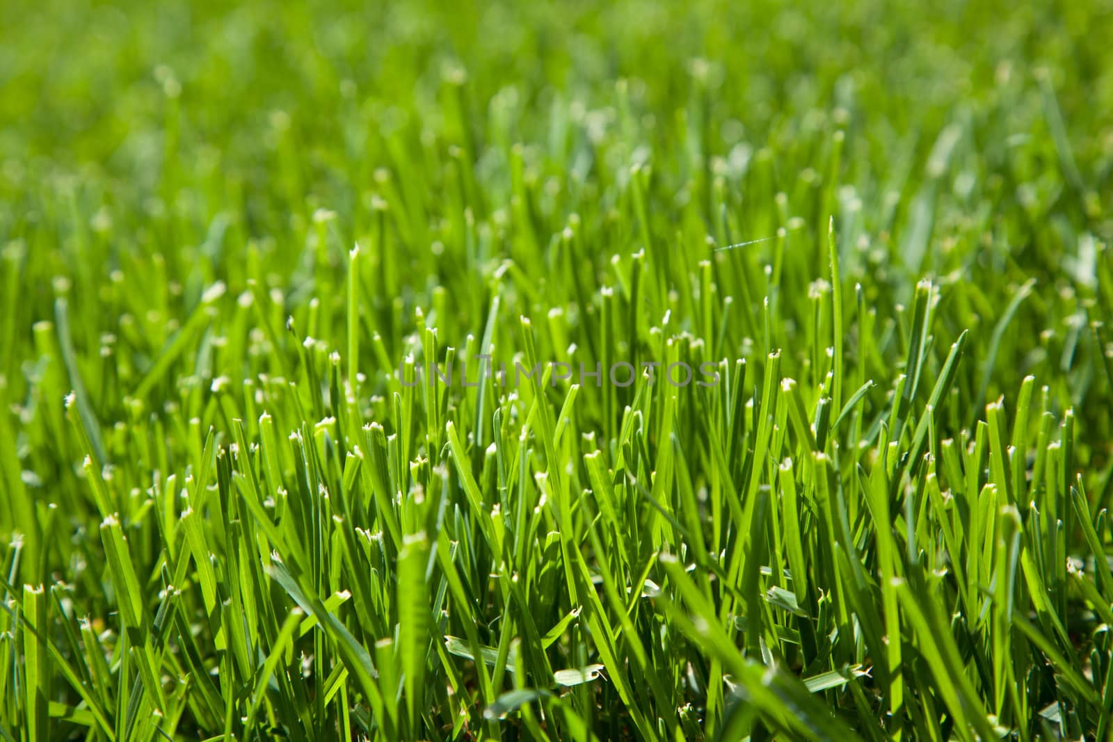 Closeup of cut grass by Izaphoto