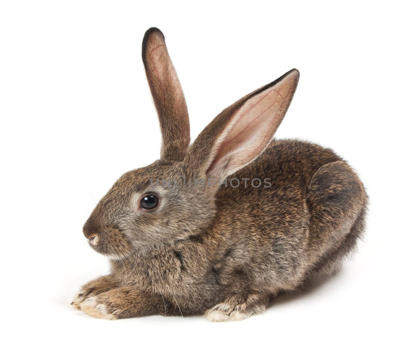 Happy New Year of rabbit isolated on a white background