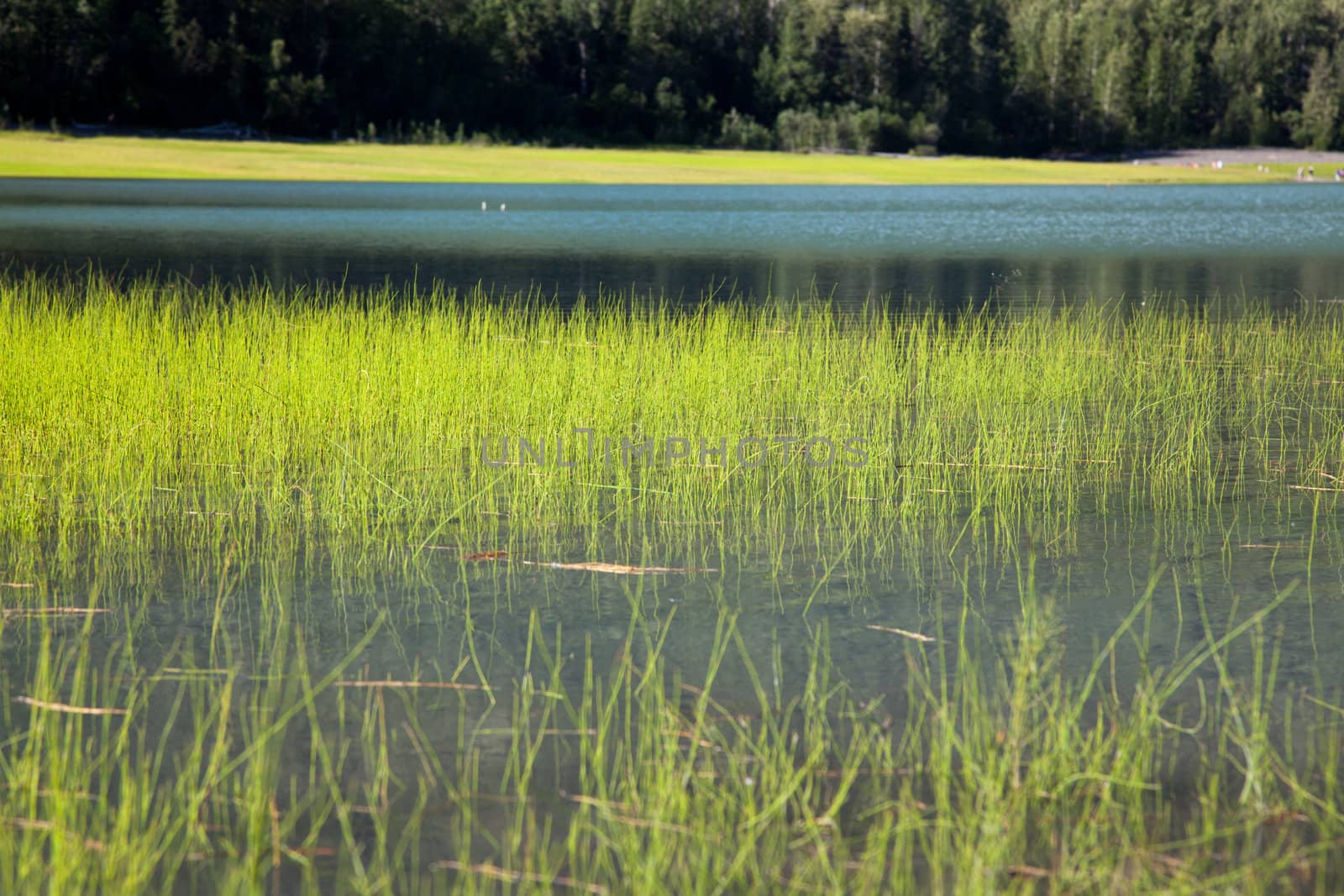 Reeds sprouting in clear waters of Alaskan lake