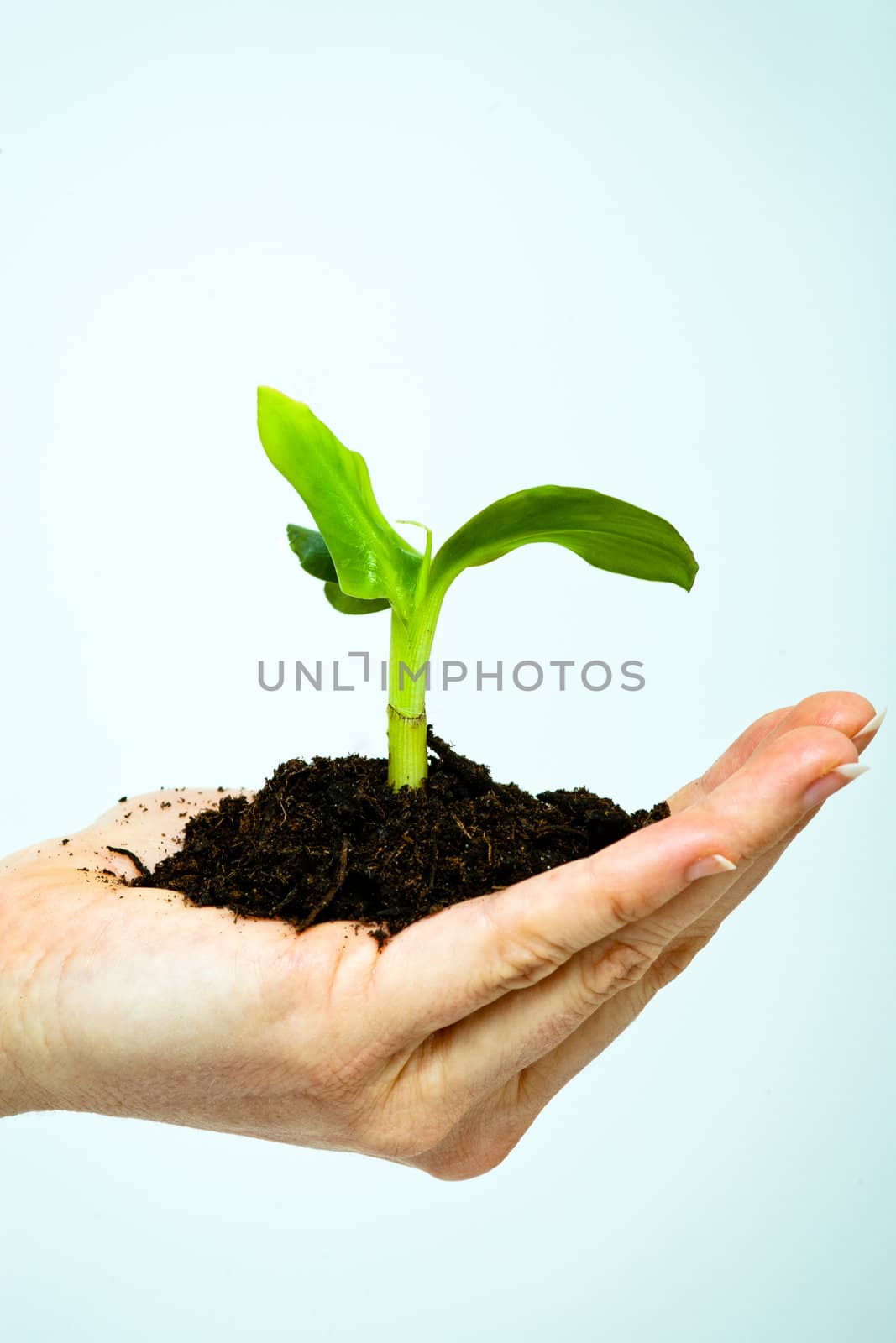 growing green plant in a hand isolated  by juniart