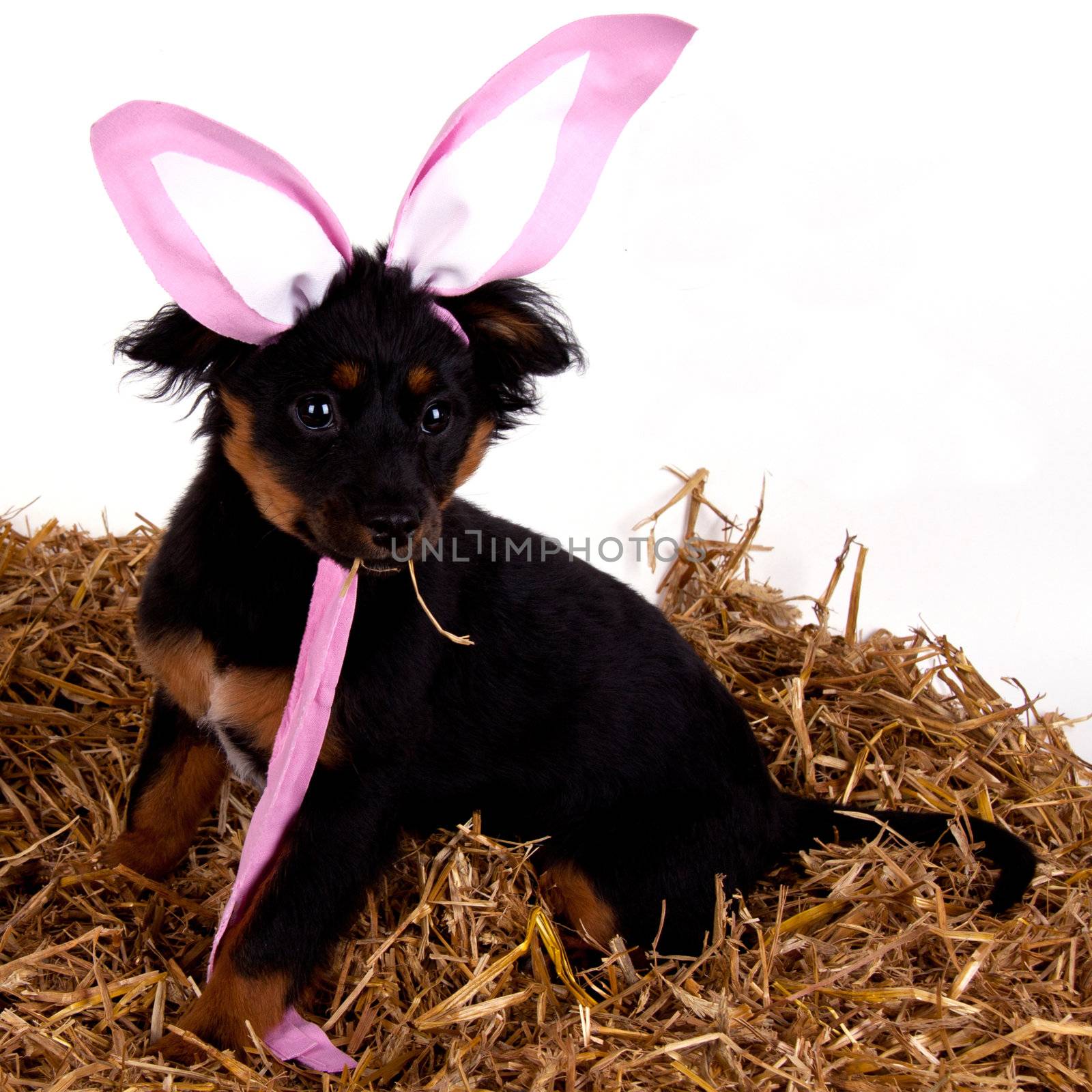 funny cute easter dog with pink rabbit ears