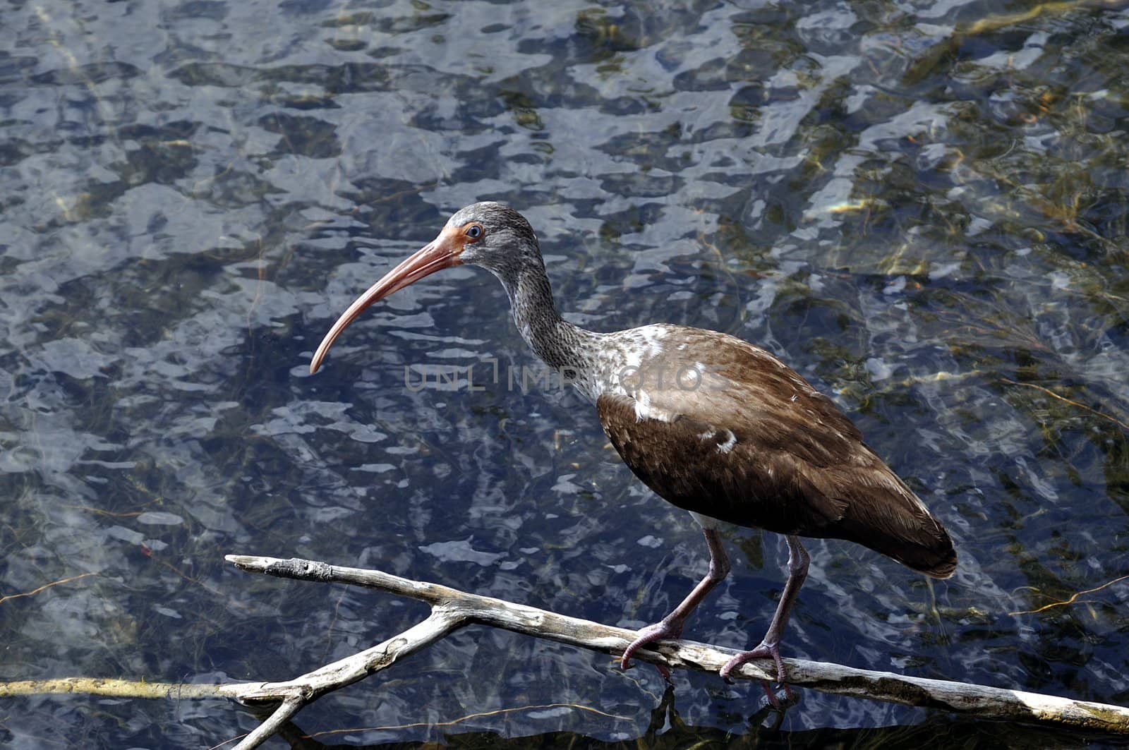 Young immature ibis stands on a branch in a South Florida lake.