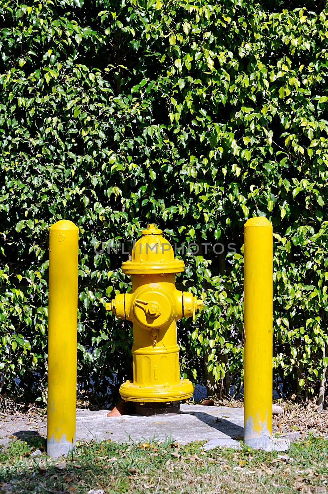 Yellow fire hydrant behind two yellow posts.