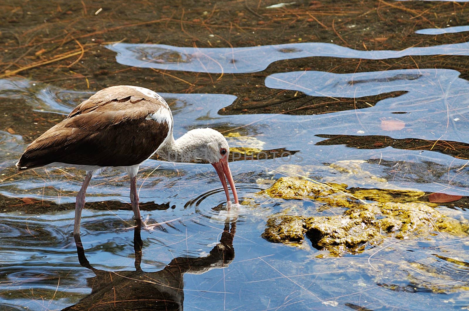 Young immature ibis hunts for food in South Florida lake.