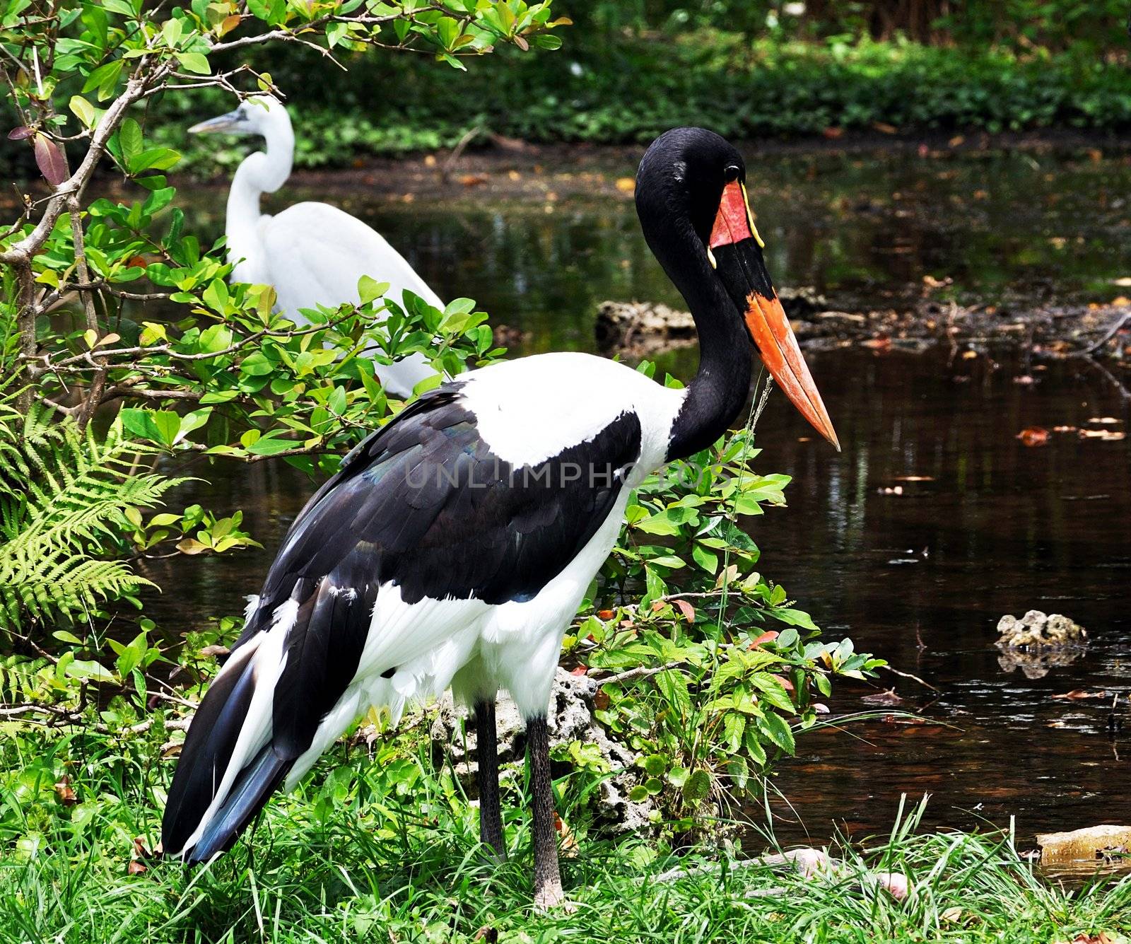 Saddle-billed stork at the Miami Zoo