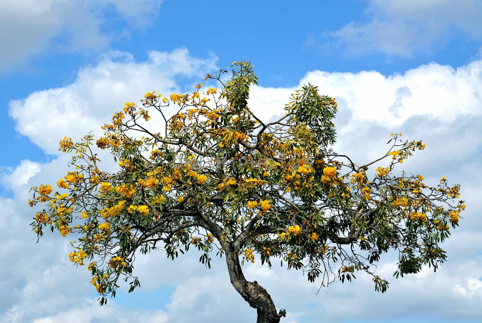 Yellow Tabebuia Tree in a South Florida Park